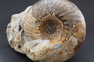 Ammoniten 3538